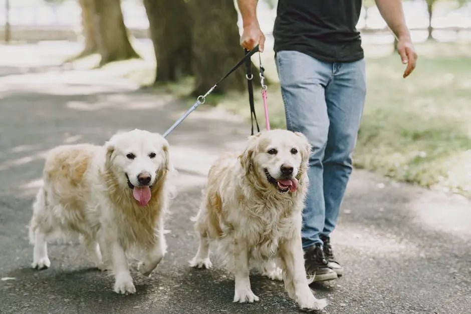 Unwind and Play: Weekend Outings with the Perfect Dog Leash