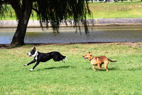 Q&A: Why This Interactive Laser Toy Is the Secret to Nonstop Pet Fun (Even When You're Not Home)