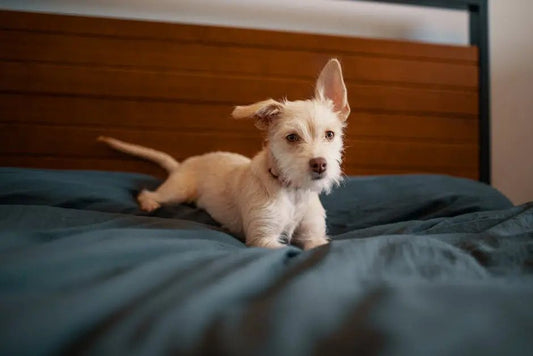Happy Dog Essentials: The Ultimate Guide to Selecting Dog Beds - Best Gifter Ever