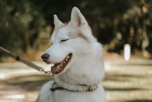 Revolutionizing Dog Walks: 5 Game-Changing Leash Innovations You Need to Know - Best Gifter Ever