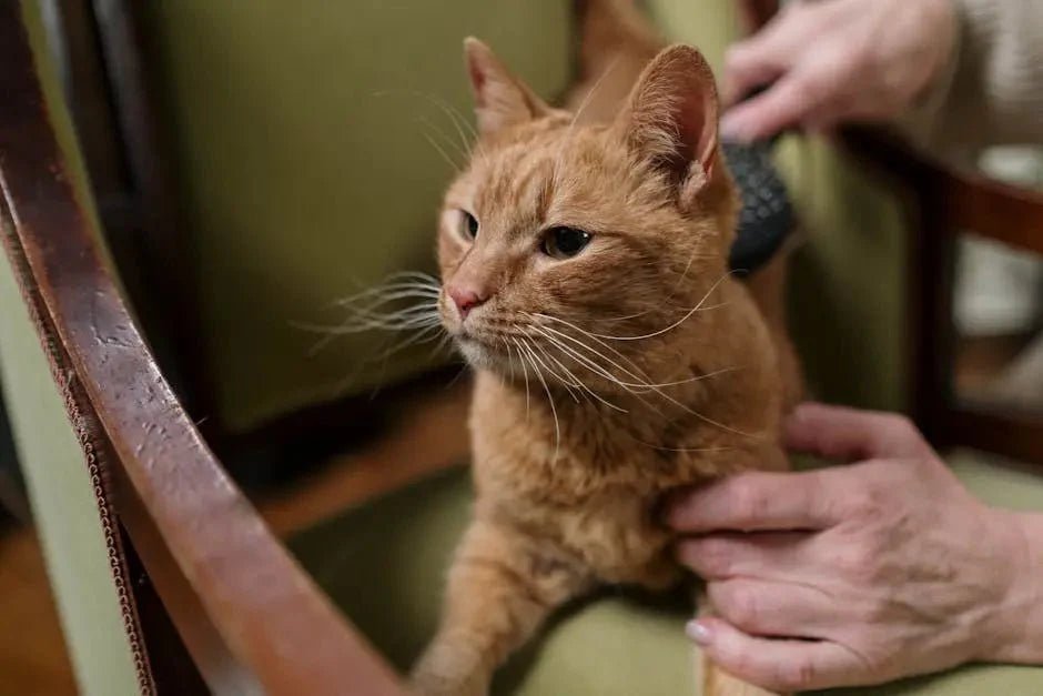 Stinky Home Due to Cats? Discover Effective Cat Care Strategies