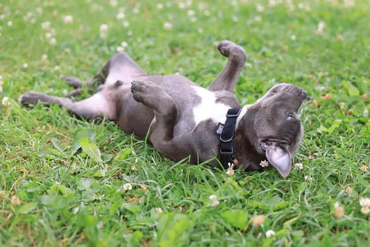 The Joy of a Happy Puppy: How to Make Your Pet's Life Wonderful - Best Gifter Ever