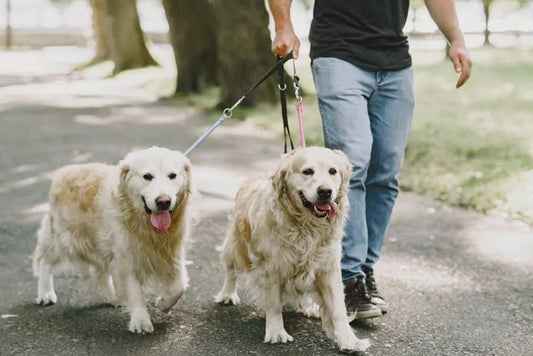 Unwind and Play: Weekend Outings with the Perfect Dog Leash - Best Gifter Ever