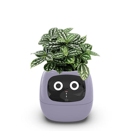Best gift for gardeners. Educational gift for children. Indoor planters.  The plantagochi provides hours of entertainment
