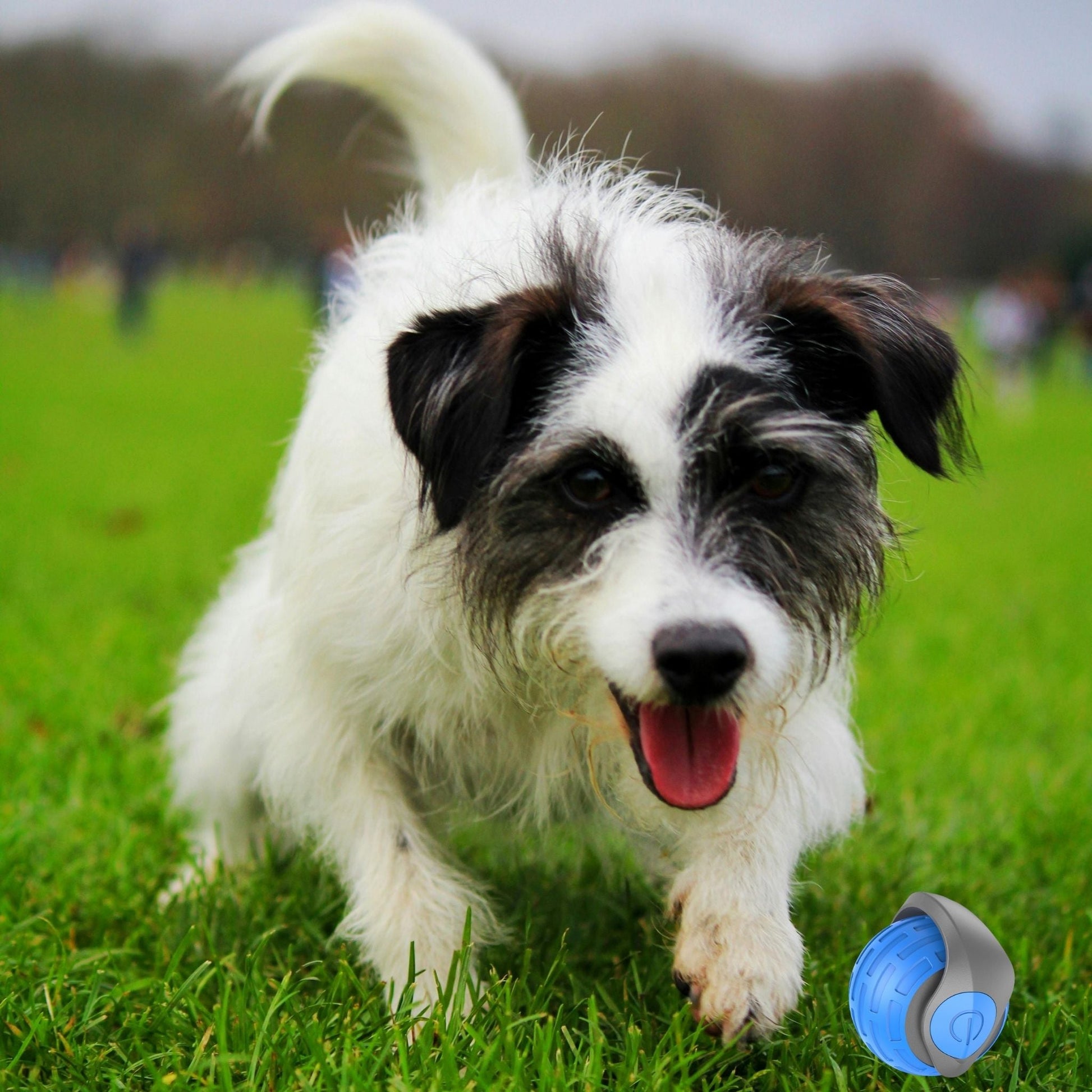 Chasing ball for pets. Self-entertaining dog toy. Best cat toy. Rechargeable bouncing ball.