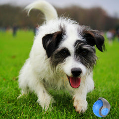 Chasing ball for pets. Self-entertaining dog toy. Best cat toy. Rechargeable bouncing ball.