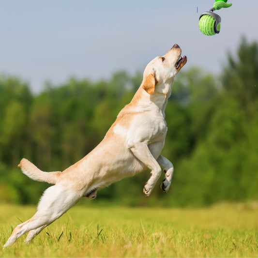 Smart bouncing ball for cats and dogs. Self-moving ball for lonely pets. Enrichment dog toy. Enrichment cat toy.