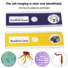 Pocket Science Tool. Microscope For Young Scientists. Learning by doing microscope for kids.